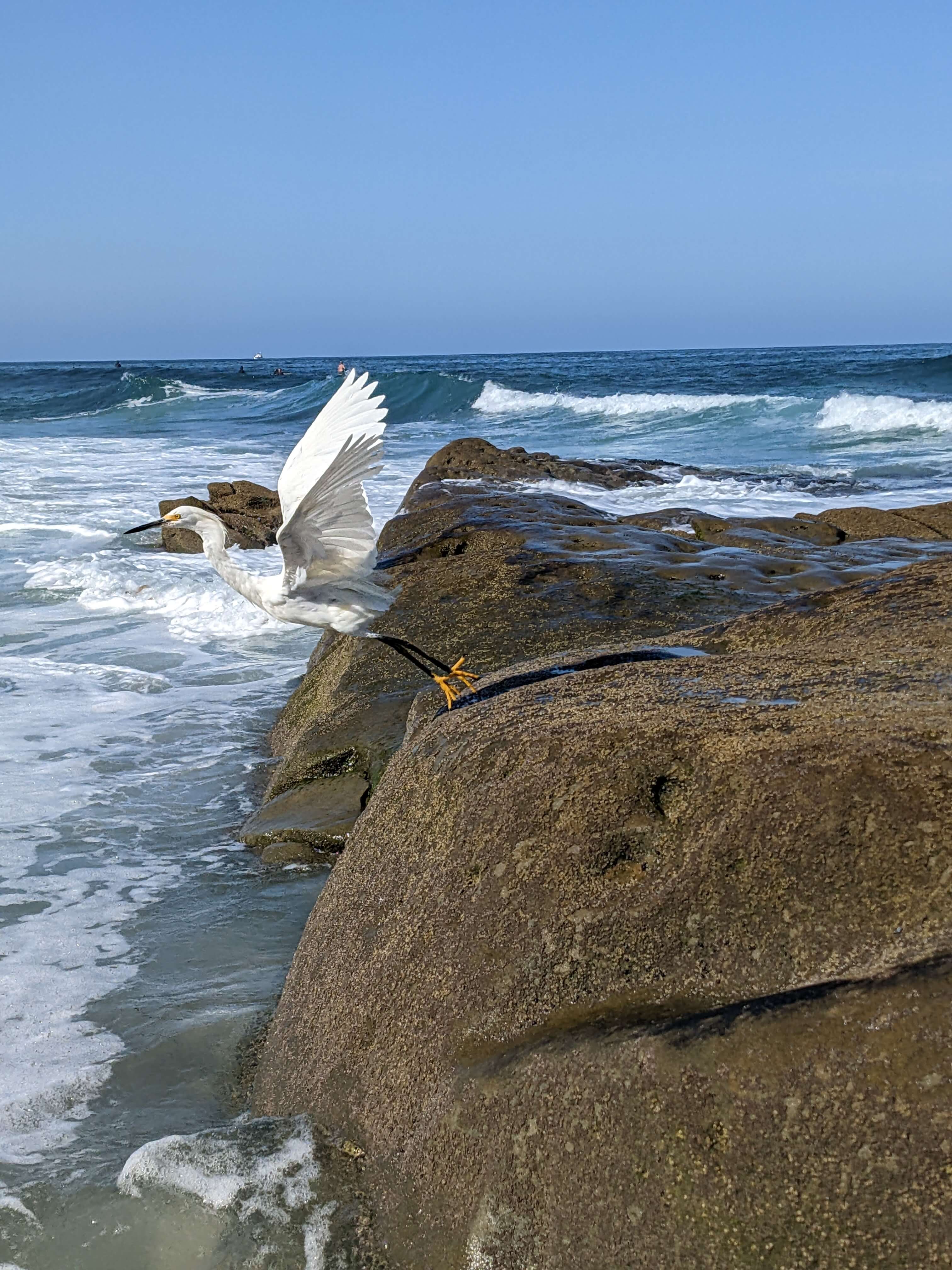 egret.jpg